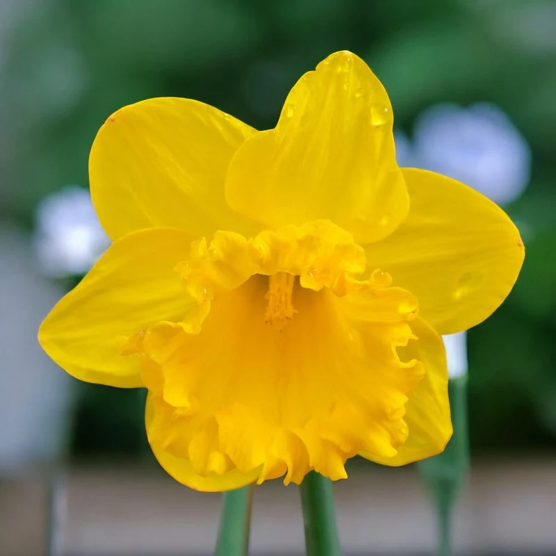Narcise galbene cu flori mari - Narcissus ‘Early Sensation’