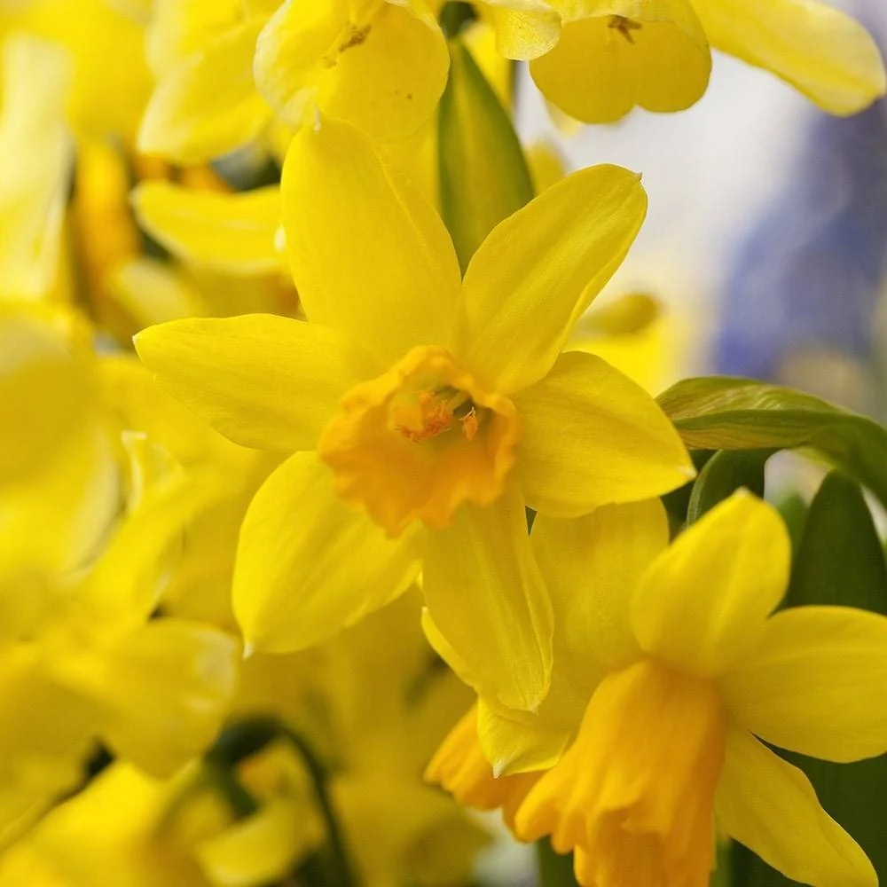 Narcise galbene - Narcissus 'Tête-à-Tête'