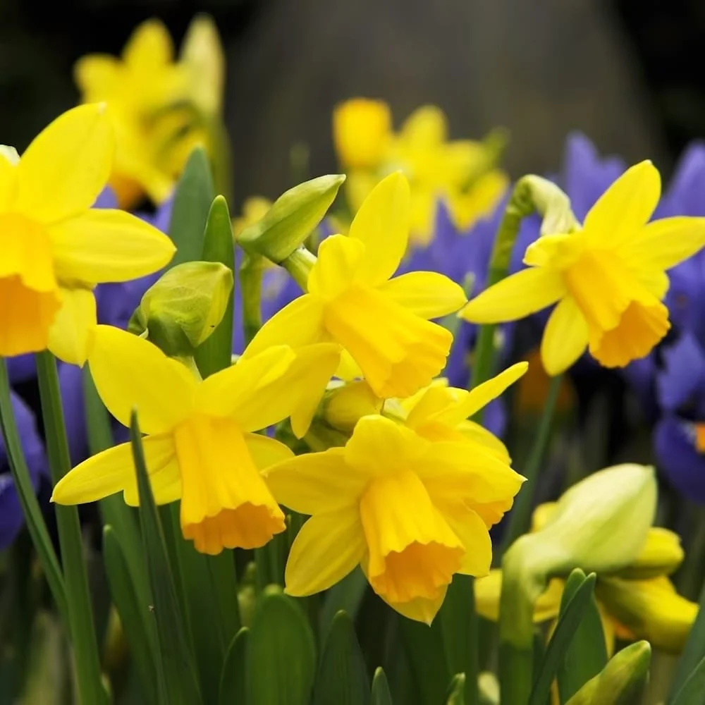 Narcise galbene - Narcissus 'Tête-à-Tête'