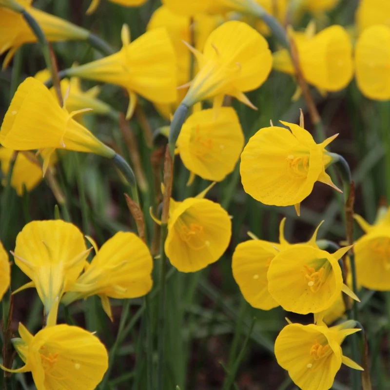 Narcise miniaturale - Narcissus Bulbocodium 'Oxford Gold' (Golden Bell)