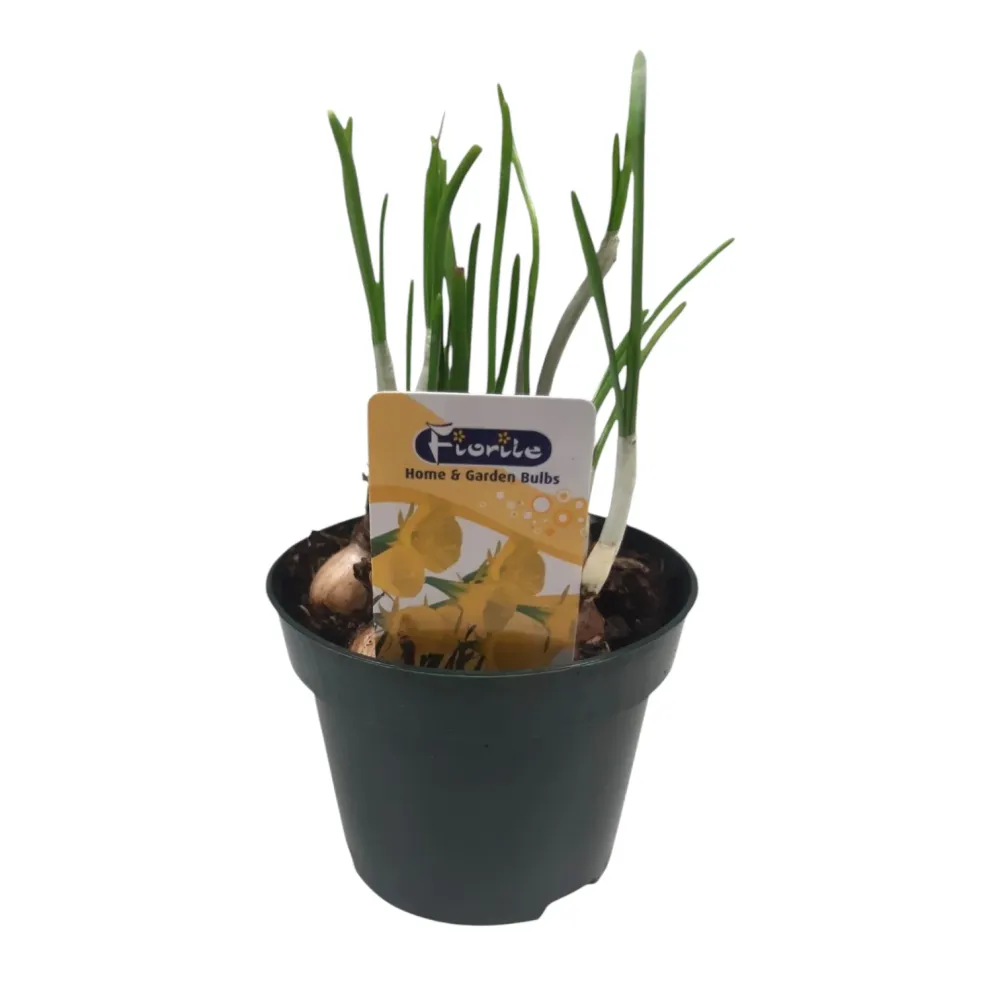 Narcise miniaturale - Narcissus Bulbocodium 'Oxford Gold' (Golden Bell)
