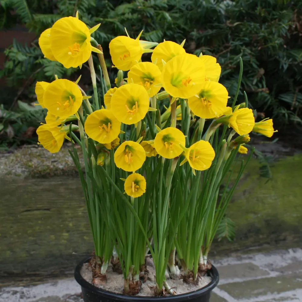 Narcise miniaturale - Narcissus Bulbocodium 'Oxford Gold' (Golden Bell)