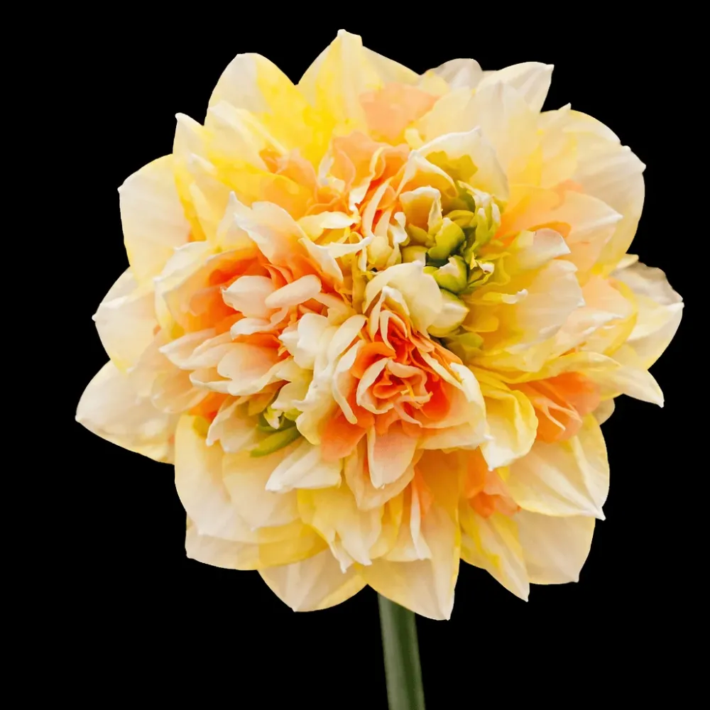 Narcise speciale cu flori duble, parfumate - Narcissus 'Pom Pom Rose'