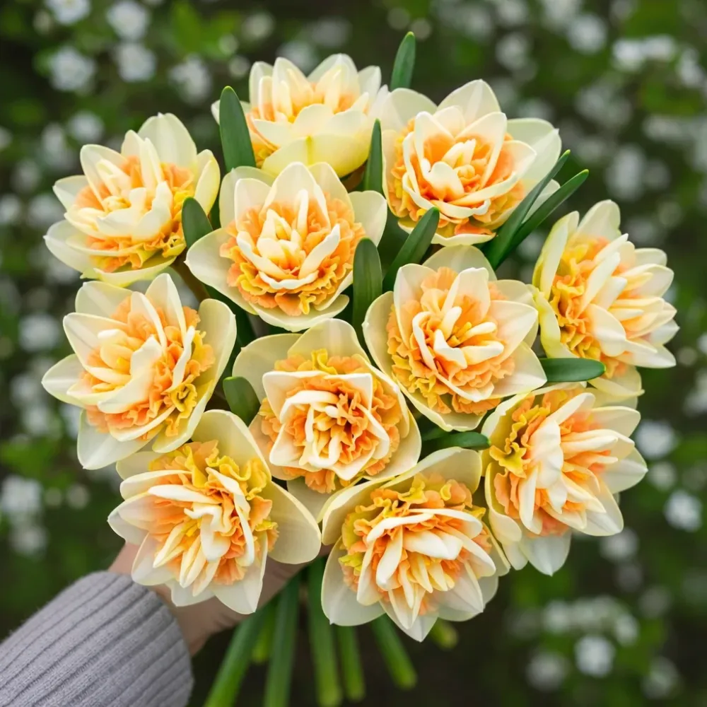 Narcise speciale cu flori duble, parfumate - Narcissus 'Pom Pom Rose'