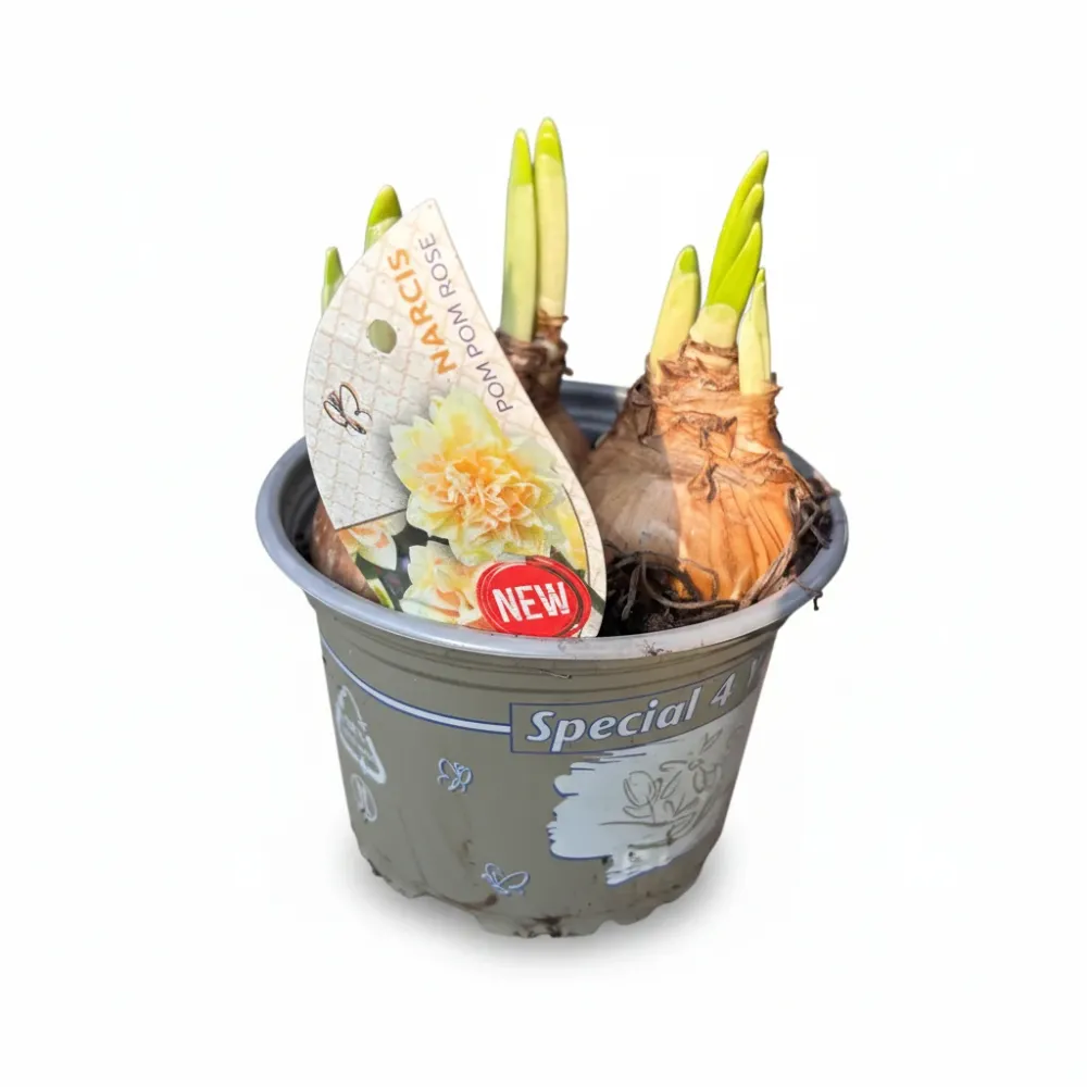 Narcise speciale cu flori duble, parfumate - Narcissus 'Pom Pom Rose'