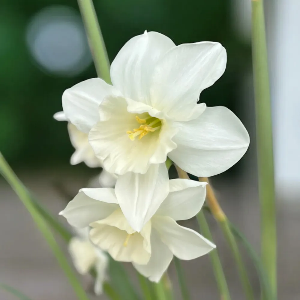 Narcise speciale - Narcissus ‘Mrs Iwasa Masako'