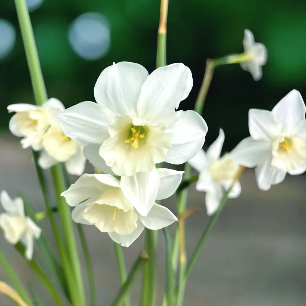 Narcise speciale - Narcissus ‘Mrs Iwasa Masako'