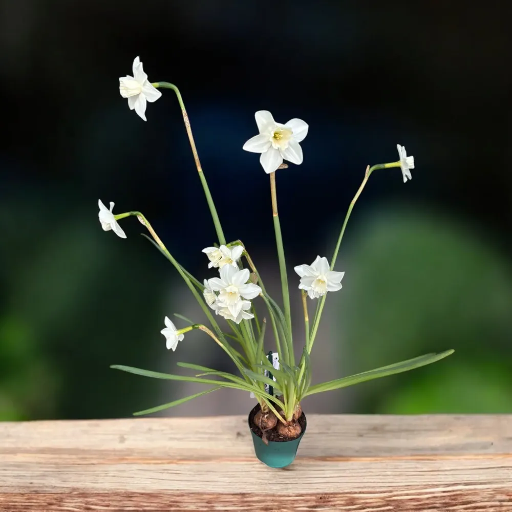 Narcise speciale - Narcissus ‘Mrs Iwasa Masako'