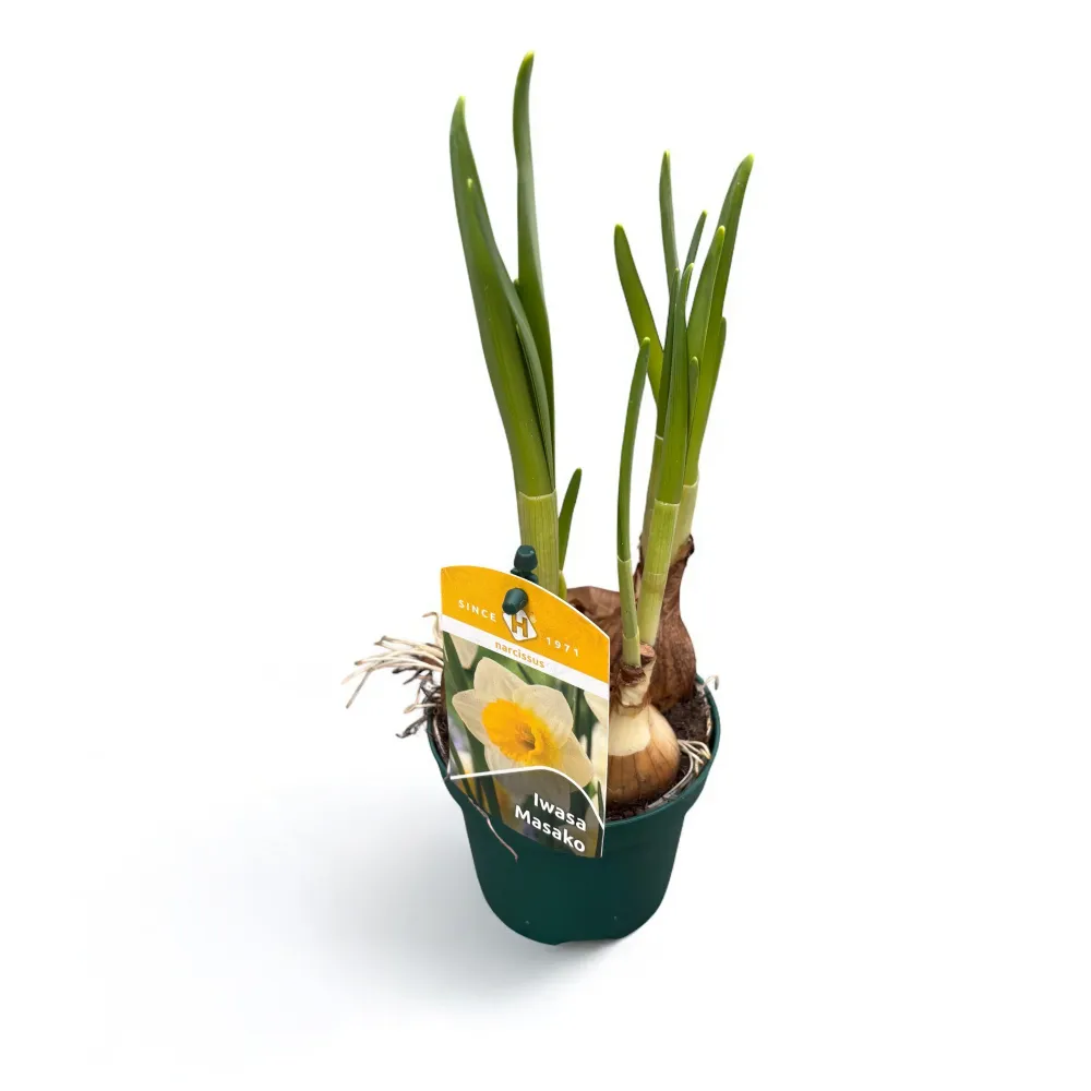Narcise speciale - Narcissus ‘Mrs Iwasa Masako'