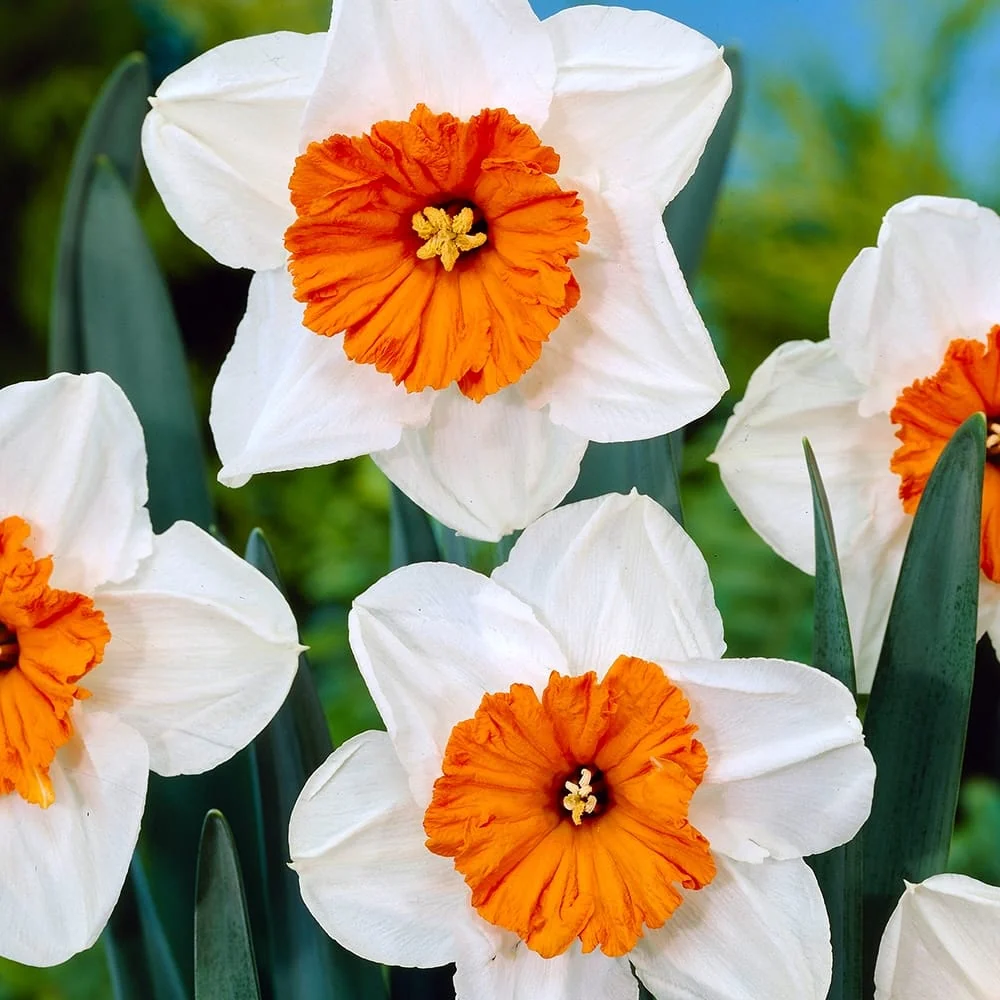 Narcise speciale - Narcissus 'Professor Einstein'