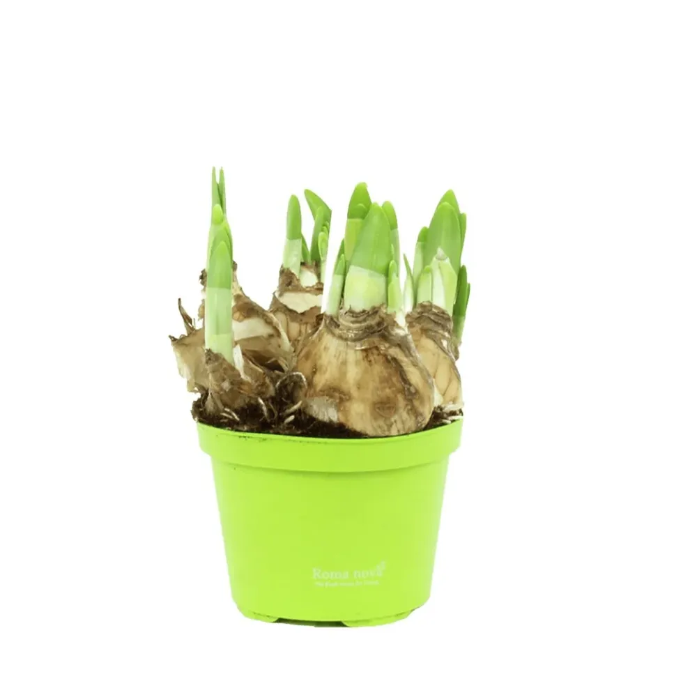 Narcise speciale - Narcissus 'Professor Einstein'