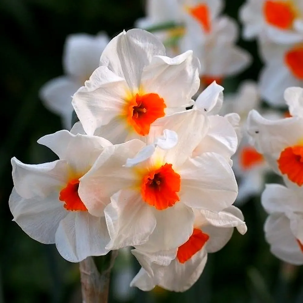 Narcise speciale parfumate - Narcisus 'Cragford'