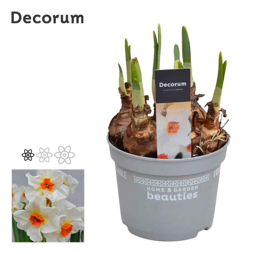 Narcise speciale parfumate - Narcisus 'Cragford'