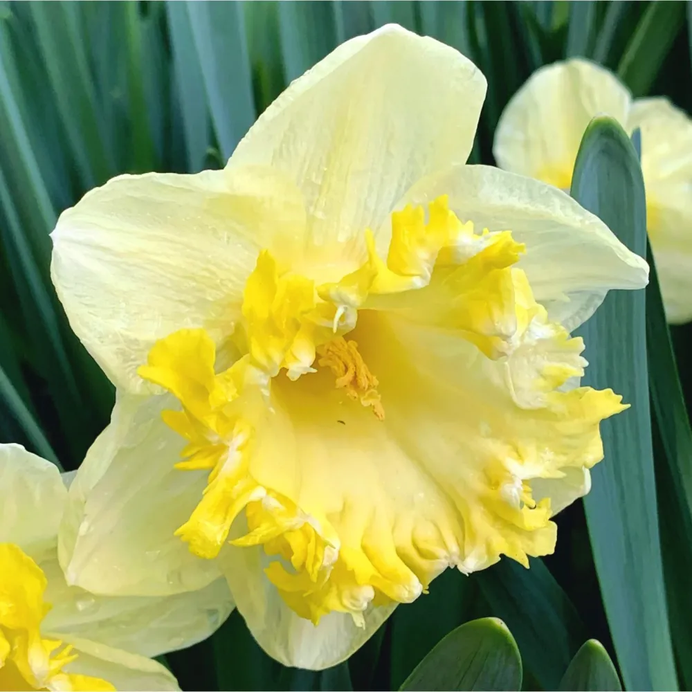 Narcise spectaculoase parfumate - Narcissus 'Snowtip'