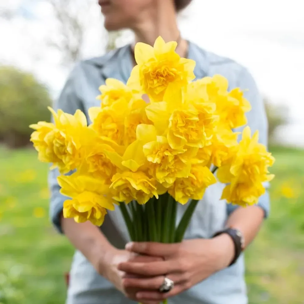 Narcissus incomparabilis 'Dick Wilden' - flori galbene duble, mari si parfumate
