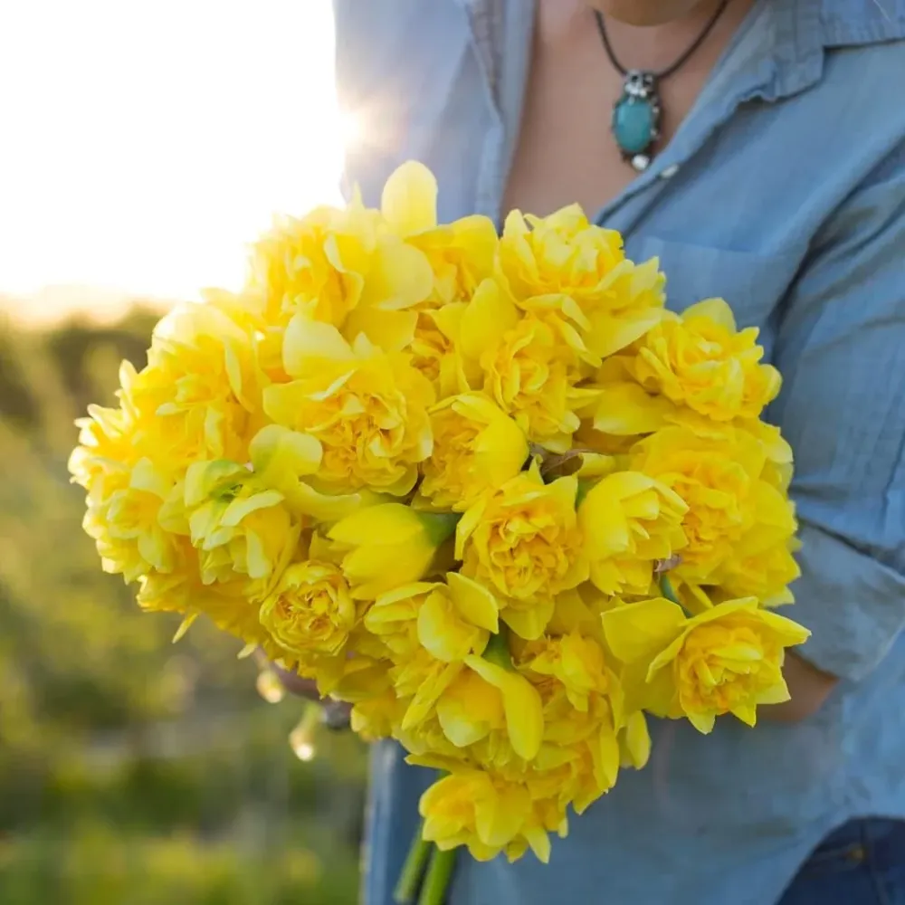 Narcissus incomparabilis 'Dick Wilden' - flori galbene duble, mari si parfumate