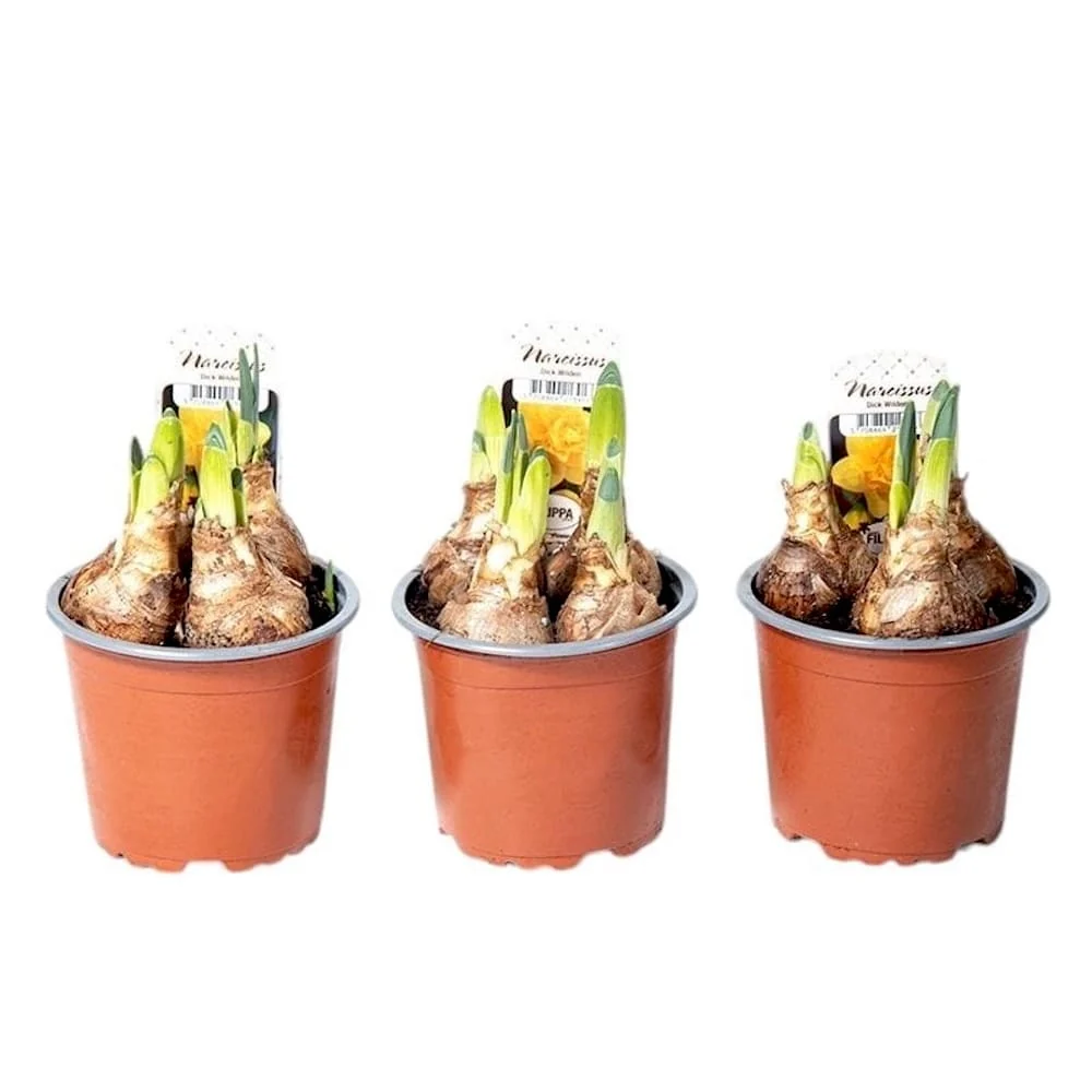 Narcissus incomparabilis 'Dick Wilden' - flori galbene duble, mari si parfumate