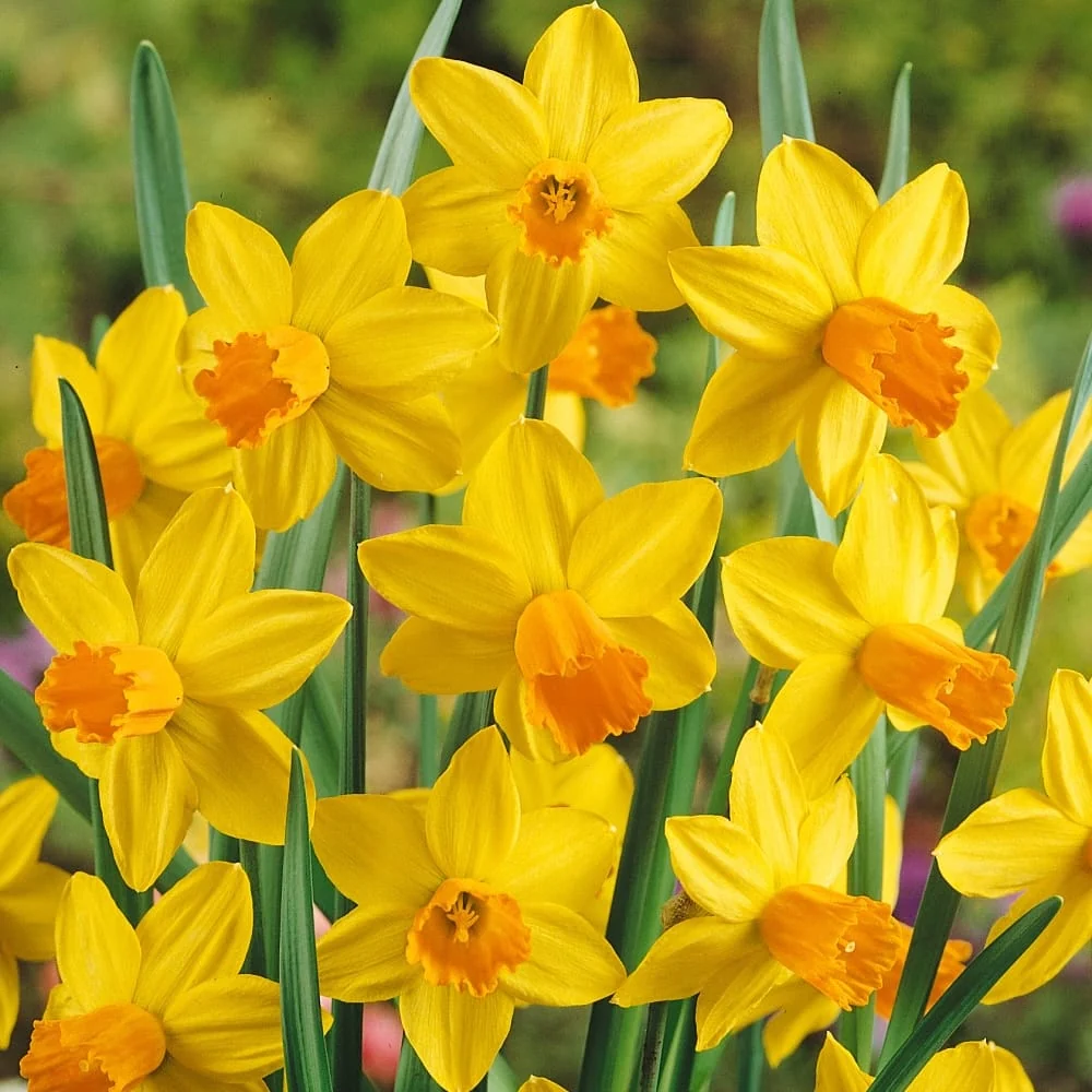 Narcissus 'Jetfire' - Narcise bicolore