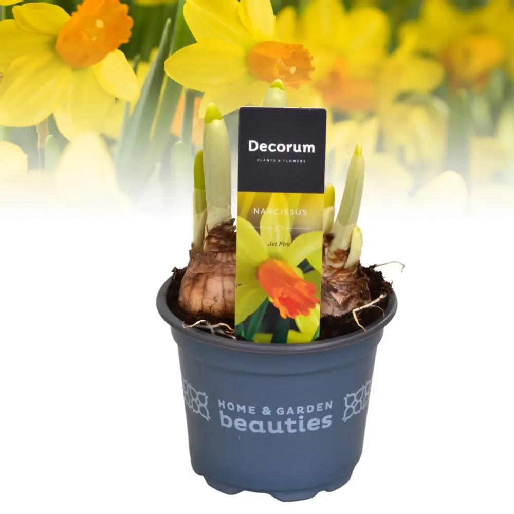 Narcissus 'Jetfire' - Narcise bicolore