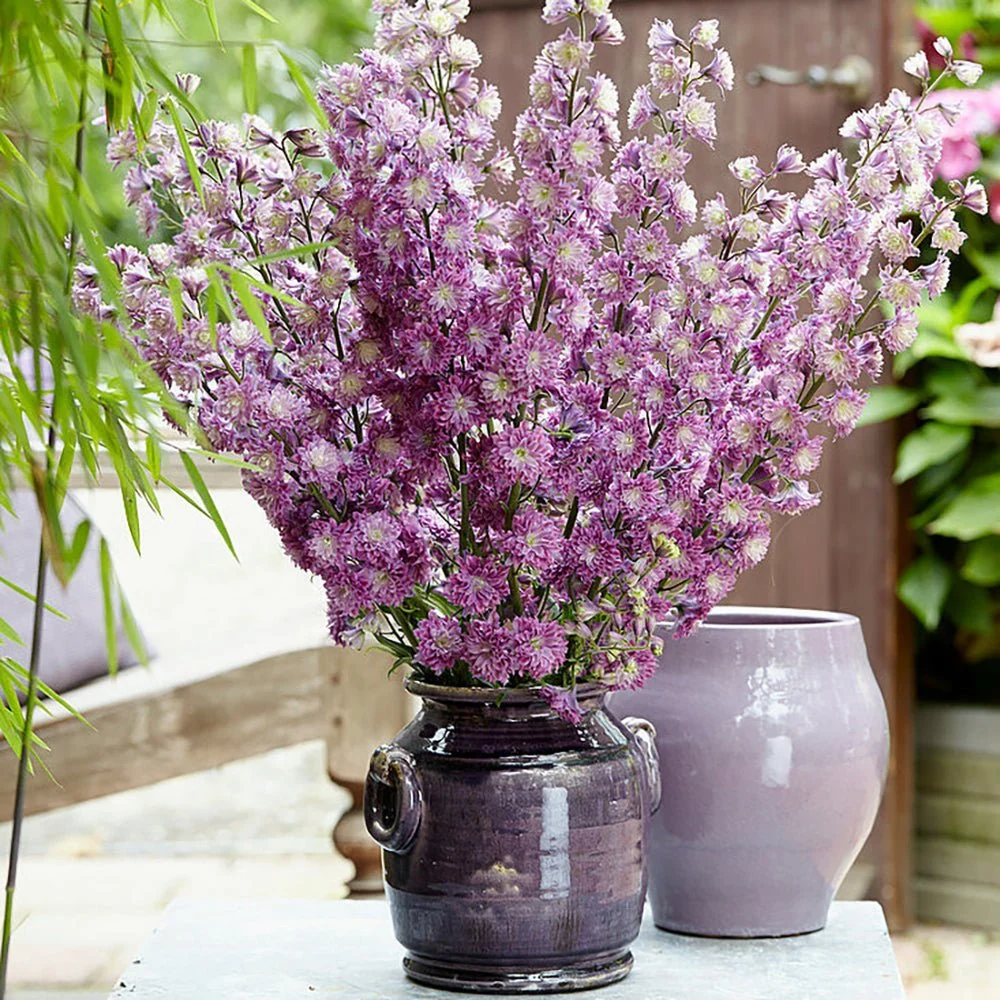 Nemtisor (Delphinium) Highlander Flamenco