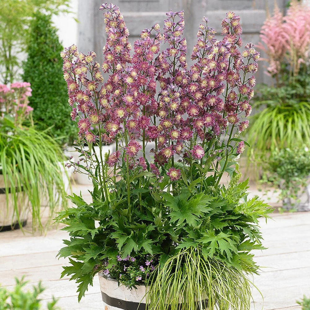 Nemtisor (Delphinium) Highlander Flamenco