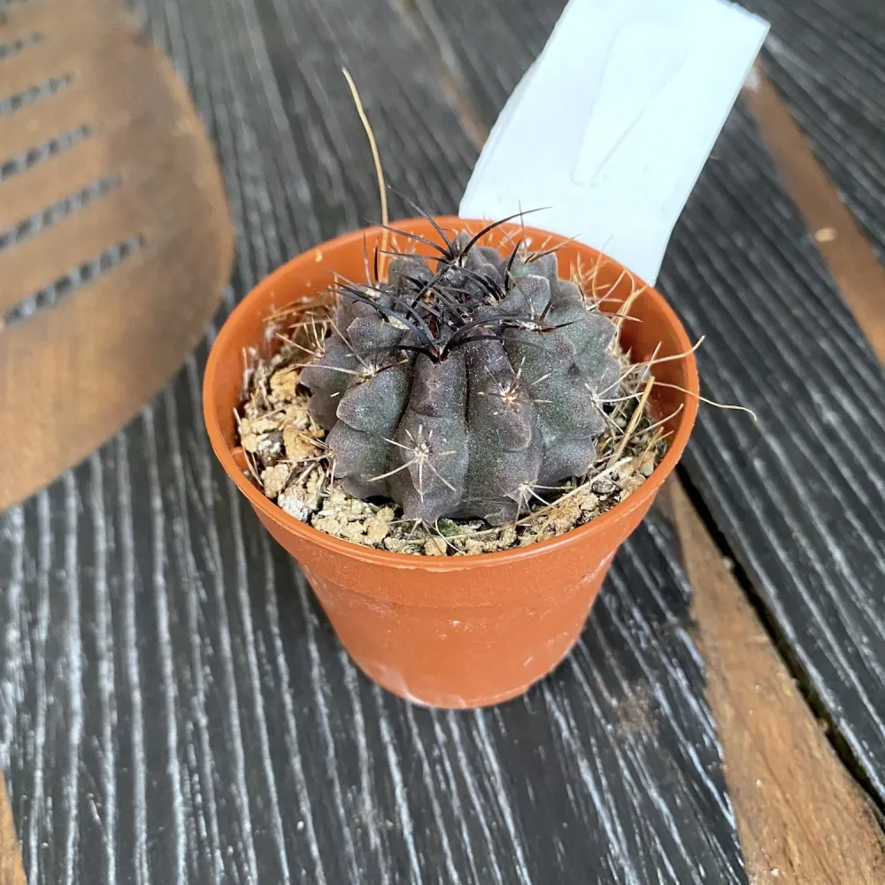 Neoporteria paucicostata var. viridis