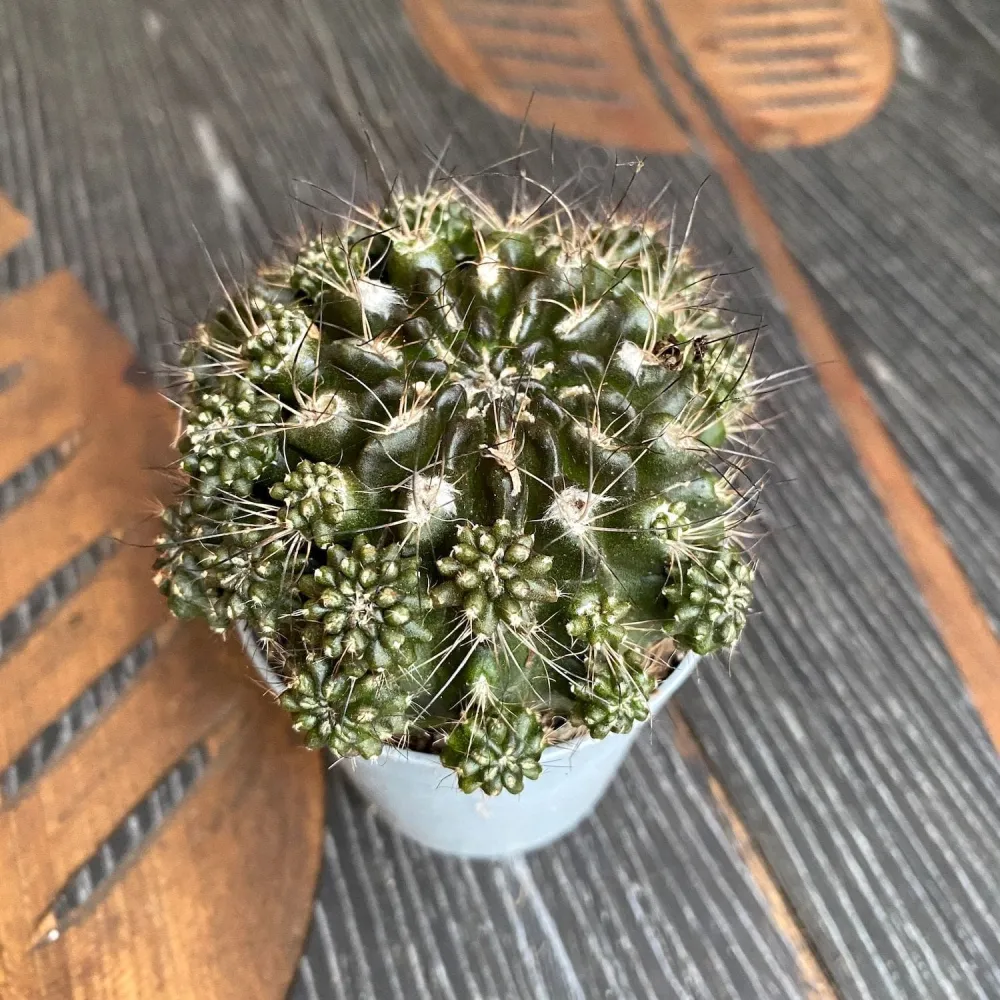 Neoporteria subgibbosa prolifera