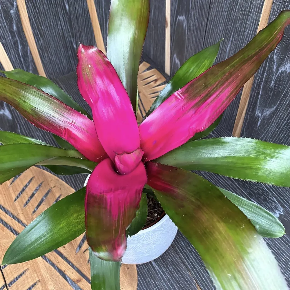 Neoregelia 'Donna'