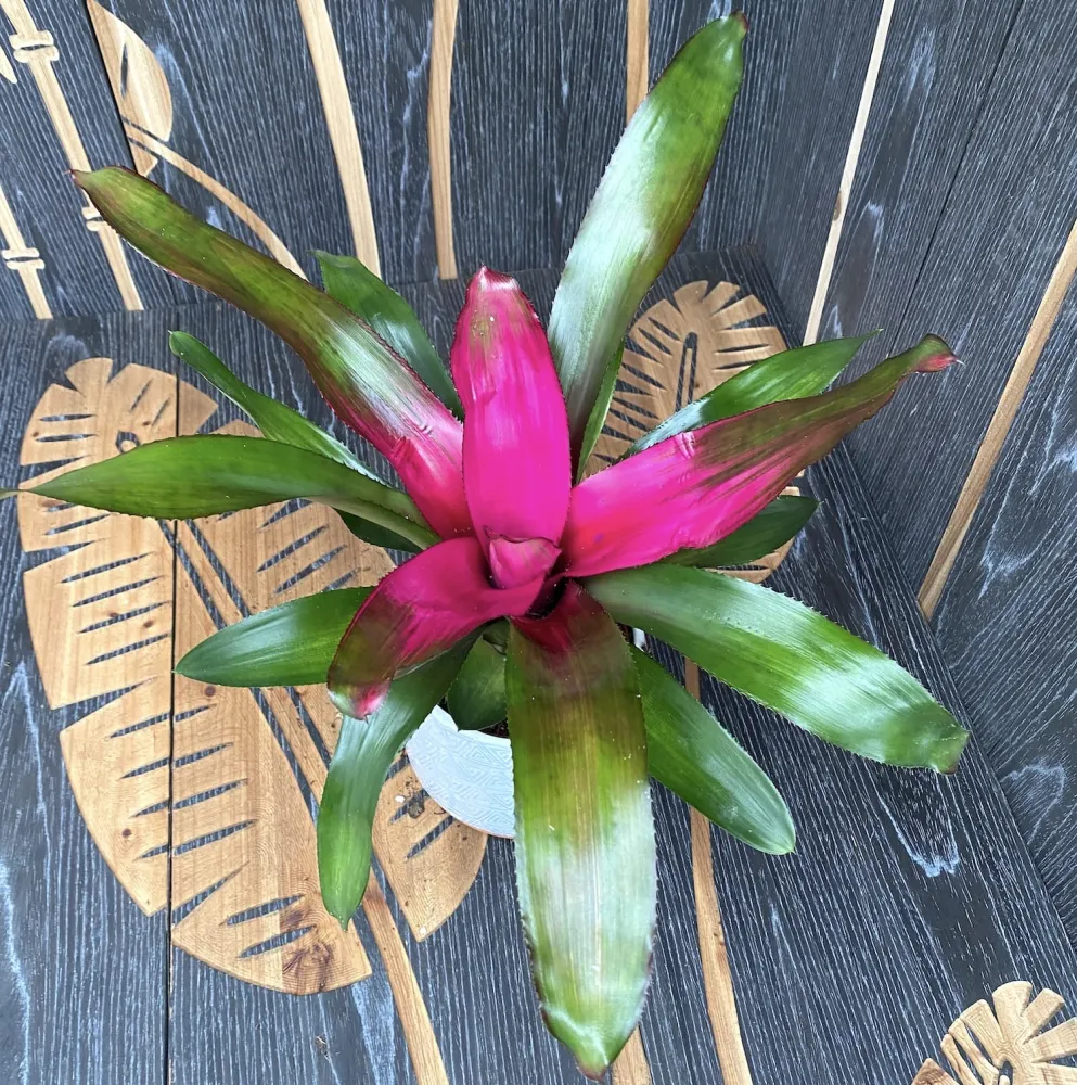Neoregelia 'Donna'
