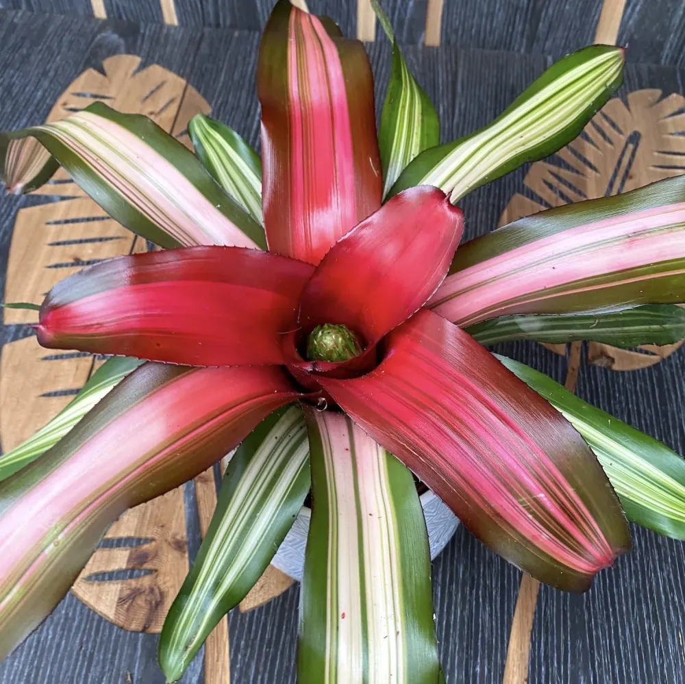 Neoregelia 'Fancy'