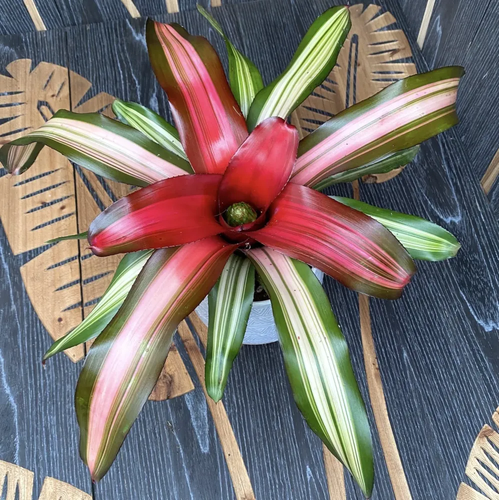 Neoregelia 'Fancy'