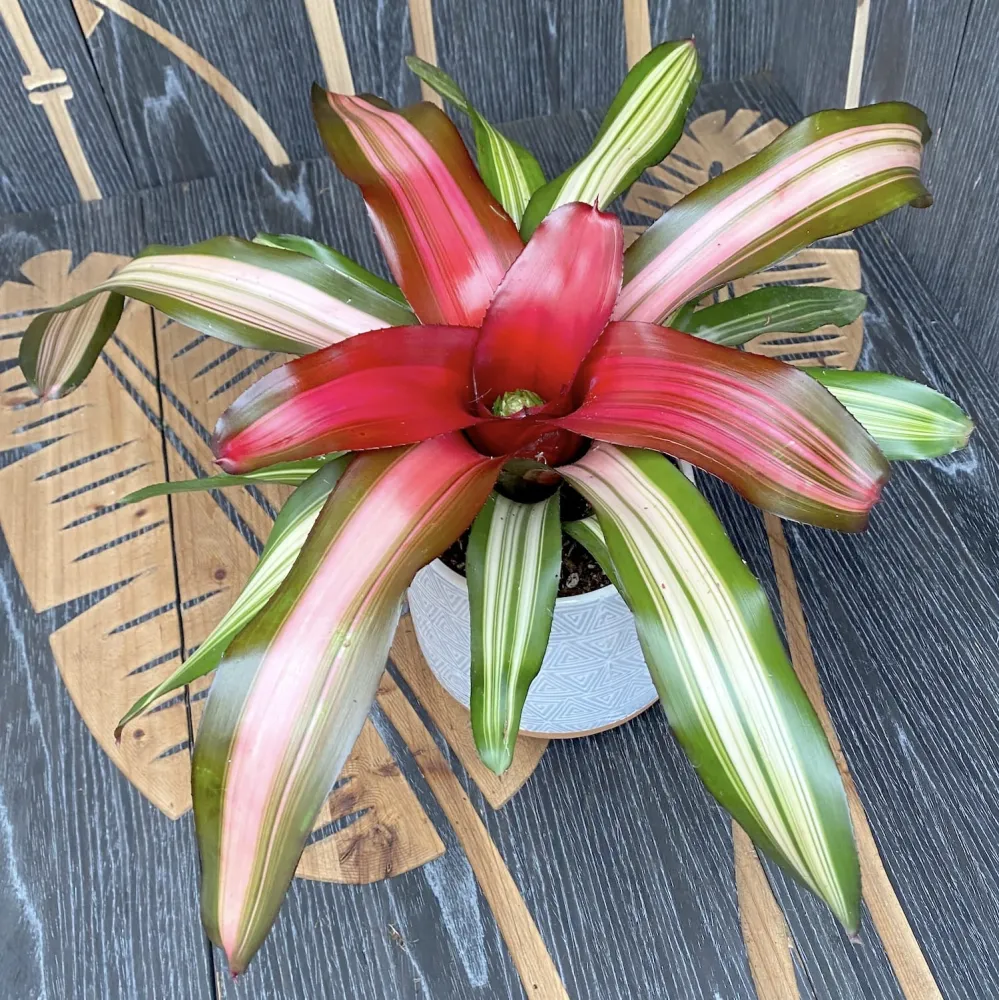 Neoregelia 'Fancy'