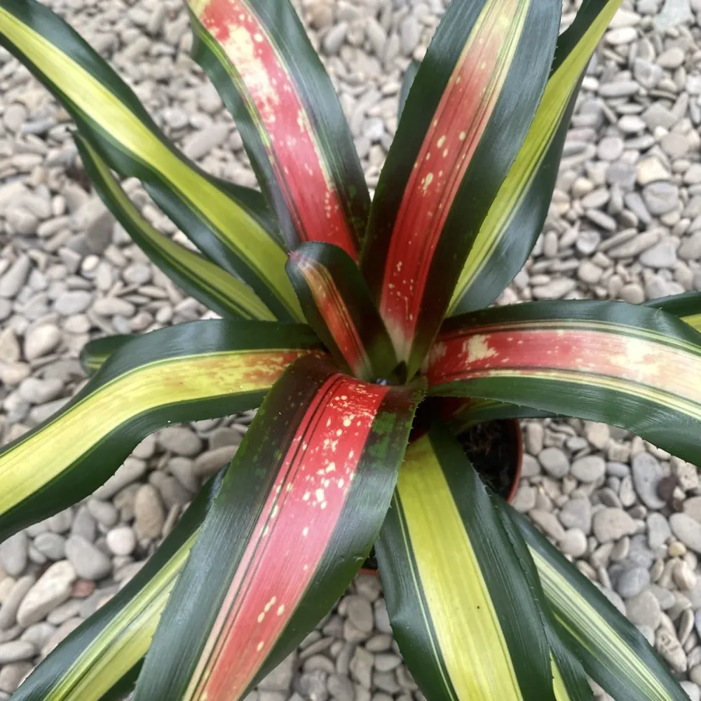 Neoregelia 'Pimiento'