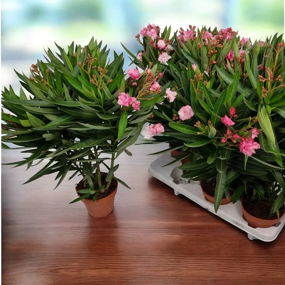 Nerium oleander ‘Double Pink’ - leandru cu flori duble roz