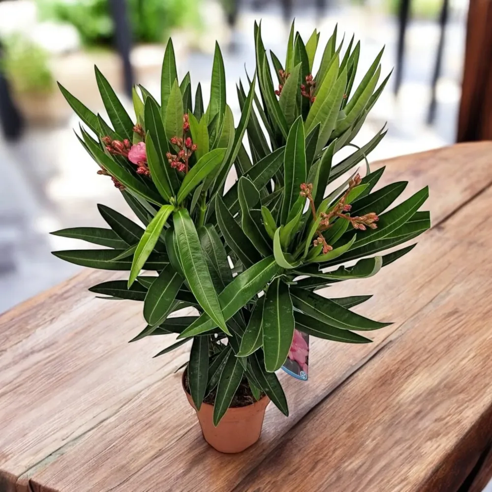 Nerium oleander ‘Double Pink’ - leandru cu flori duble roz
