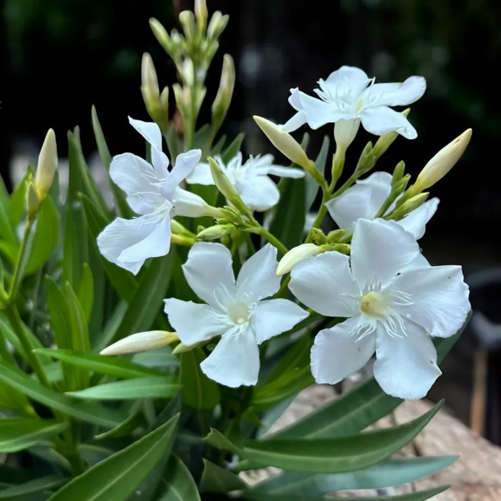 Nerium oleander ‘White’ XL - leandru alb cu flori elegante