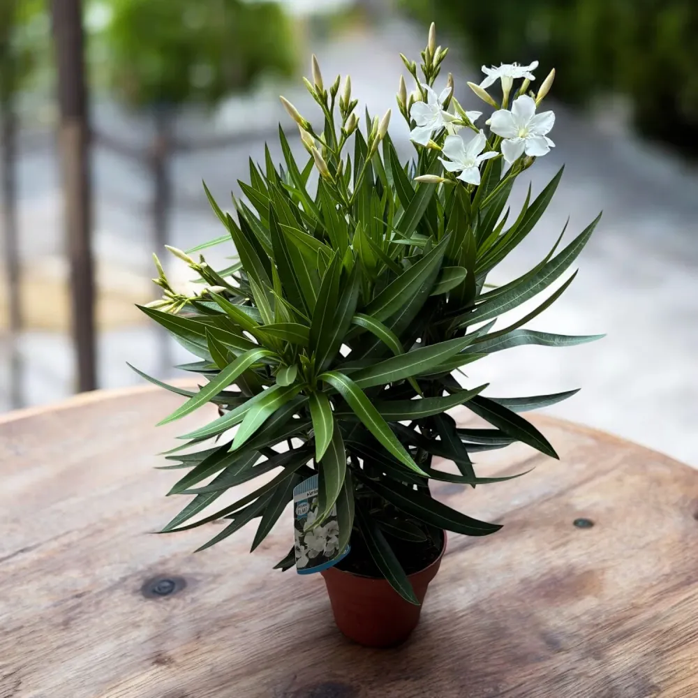 Nerium oleander ‘White’ XL - leandru alb cu flori elegante