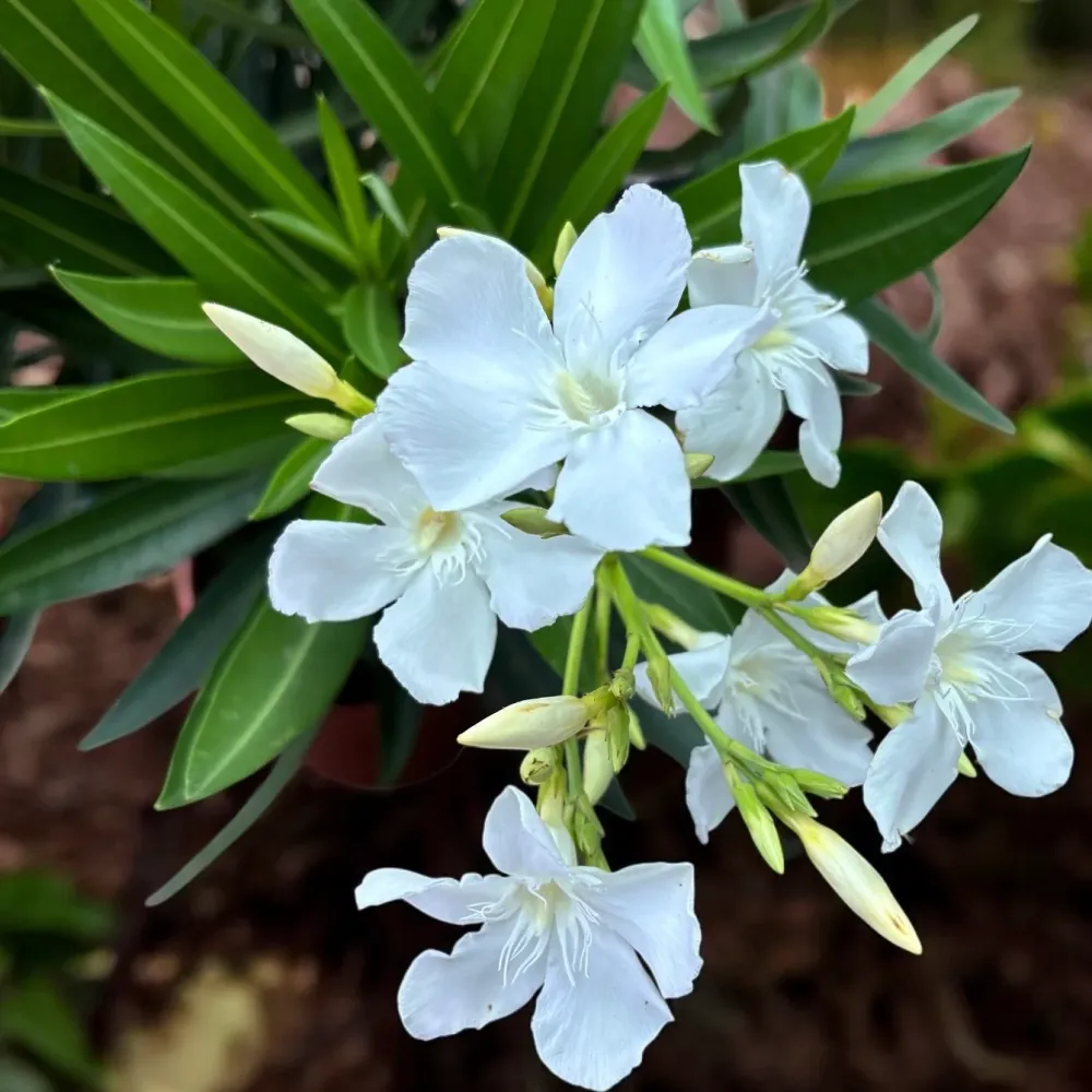 Nerium oleander ‘White’ XL - leandru alb cu flori elegante