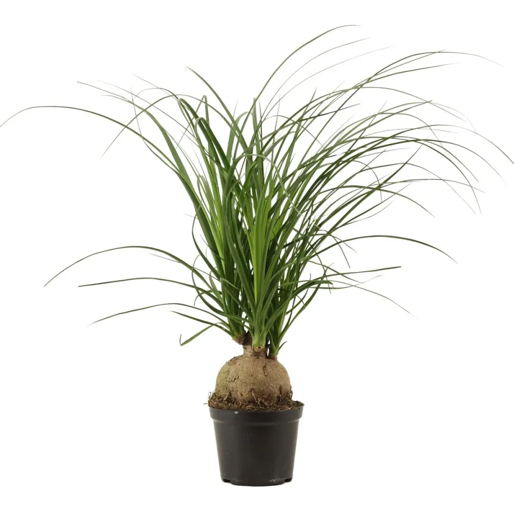 Nolina (Beaucarnea recurvata) – cu caudex impresionant