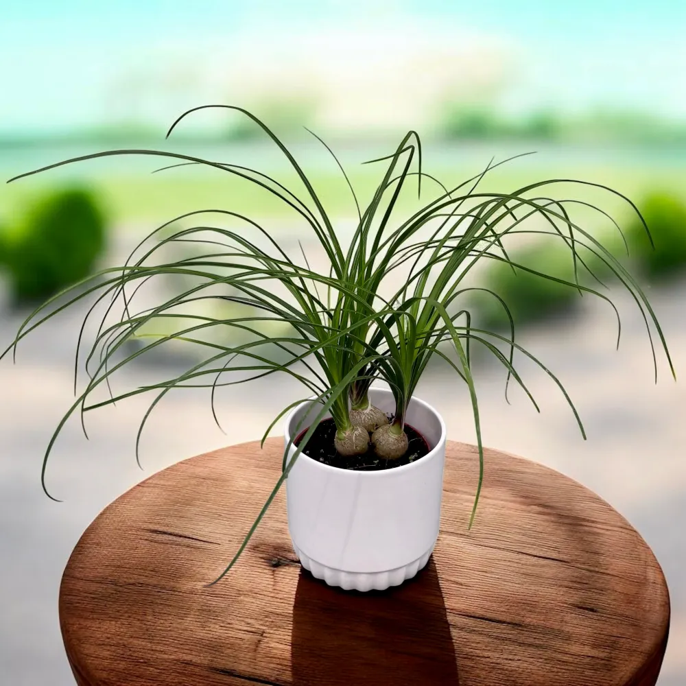 Nolina (Beaucarnea recurvata) - Picior de Elefant 3pp