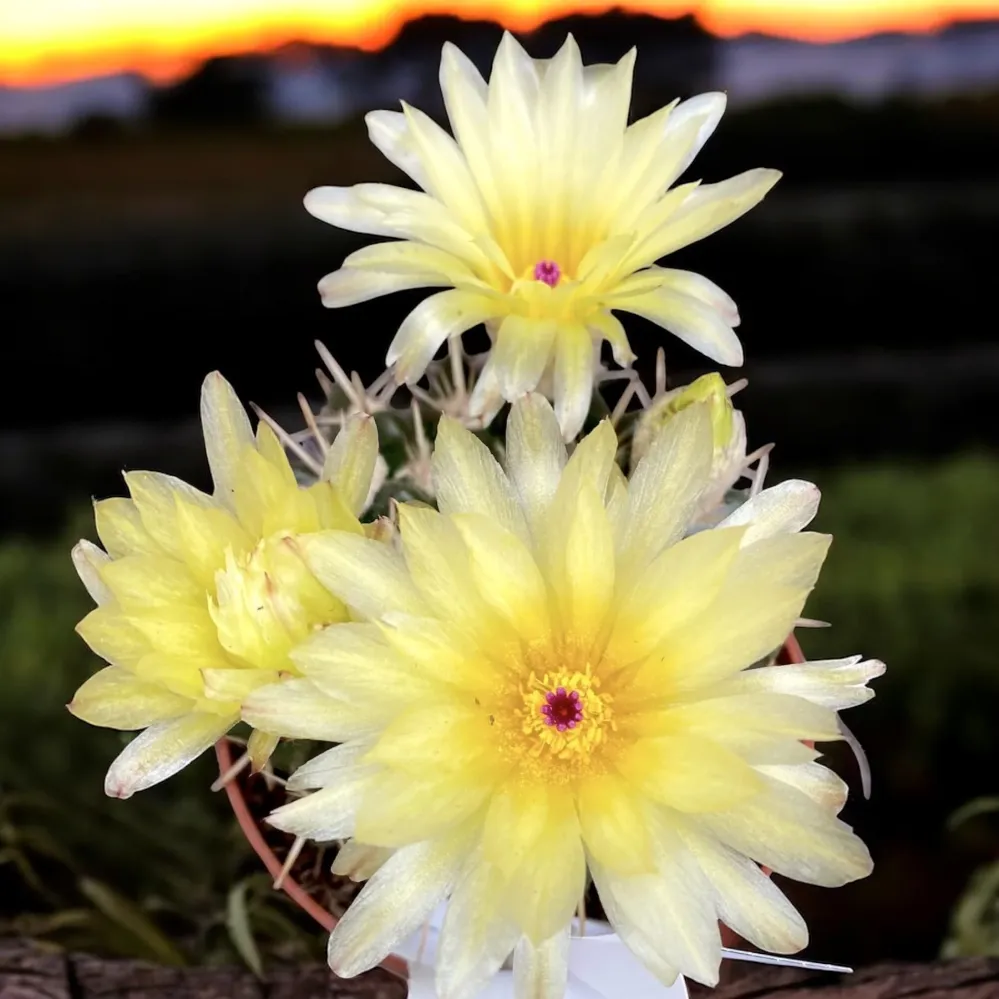 Notocactus mammulosus (Parodia mammulosus) D8