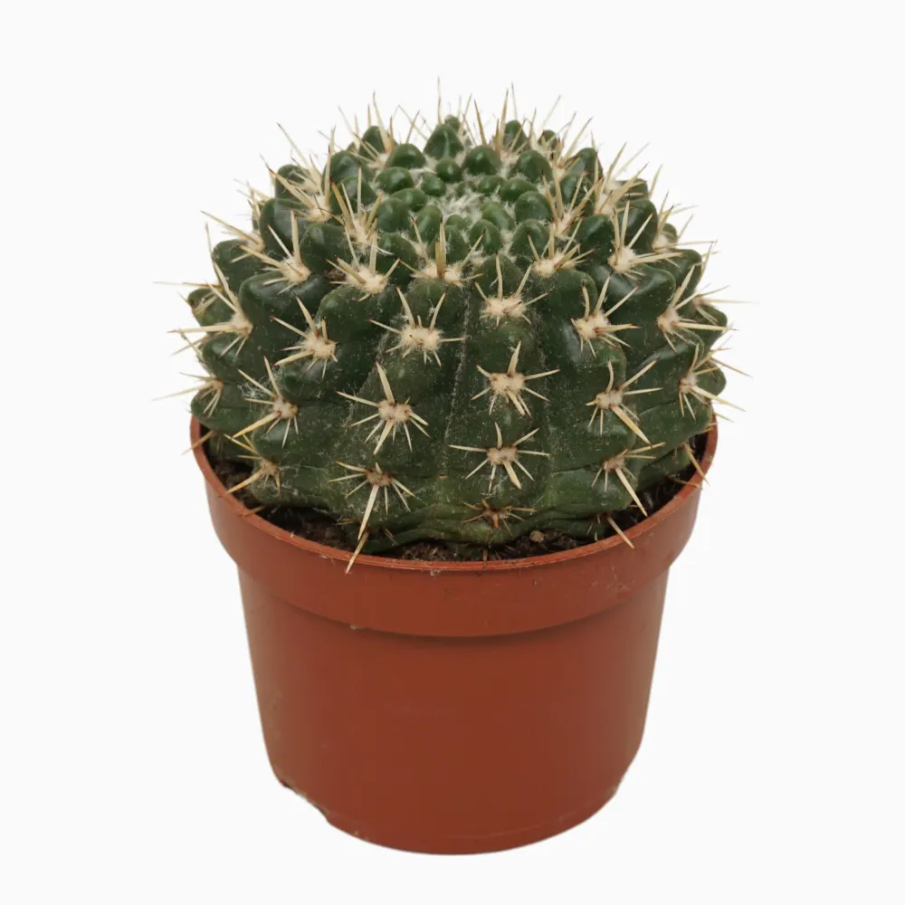 Notocactus mammulosus (Parodia mammulosus) D8