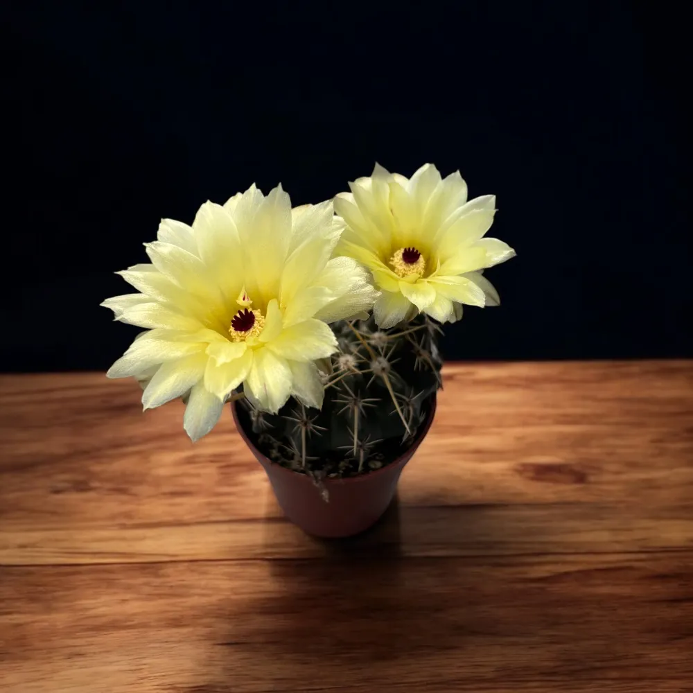 Notocactus mammulosus (Parodia mammulosus)