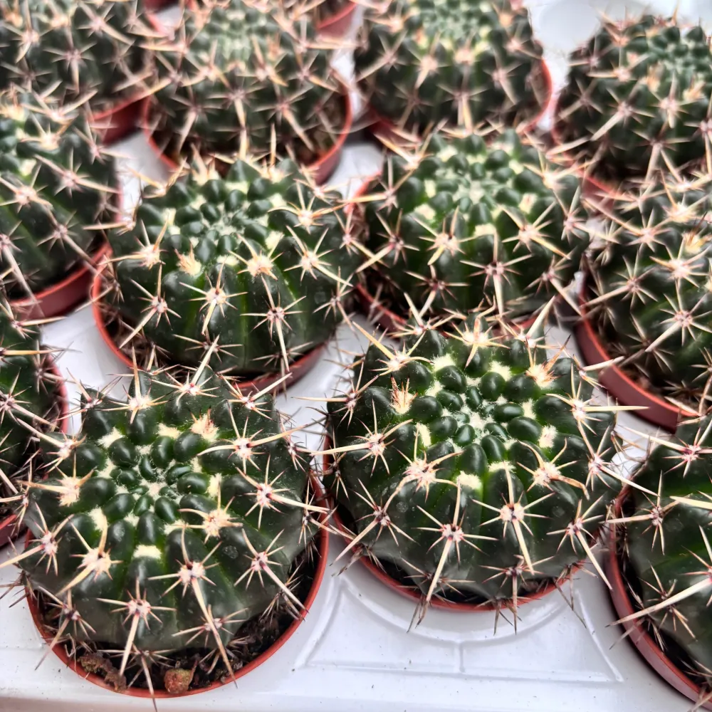 Notocactus mammulosus (Parodia mammulosus)