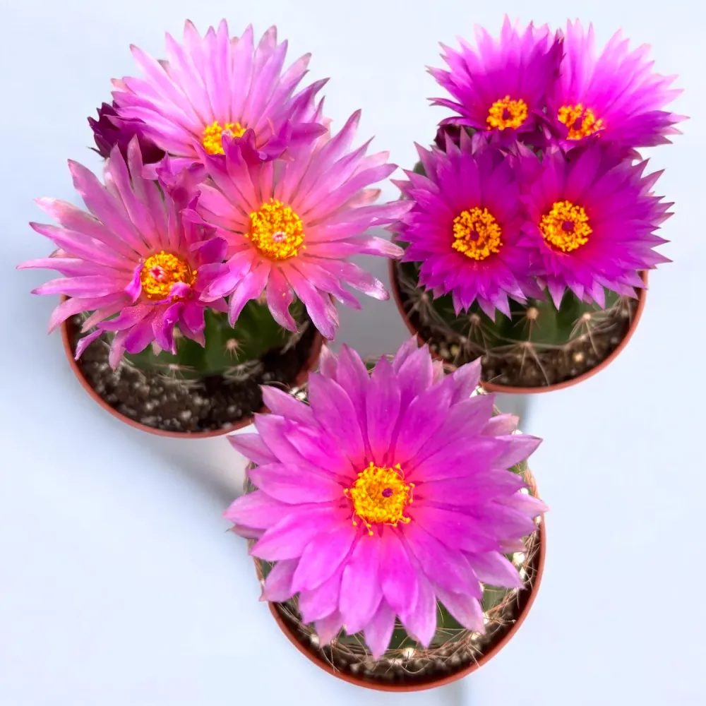 Notocactus uebelmannianus D8 - Cactus exotic cu inflorire spectaculoasa