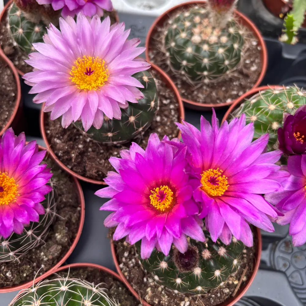 Notocactus uebelmannianus D8 - Cactus exotic cu inflorire spectaculoasa