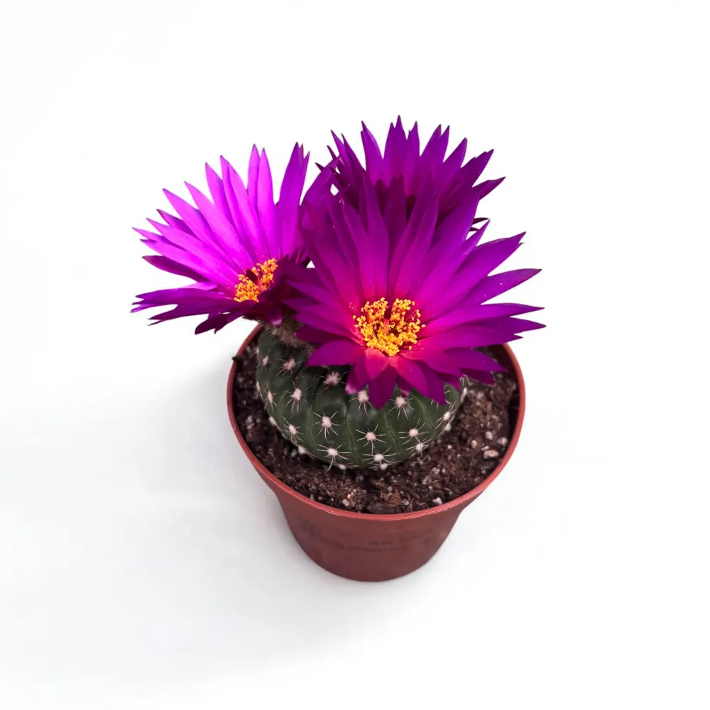 Notocactus uebelmannianus D8 - Cactus exotic cu inflorire spectaculoasa