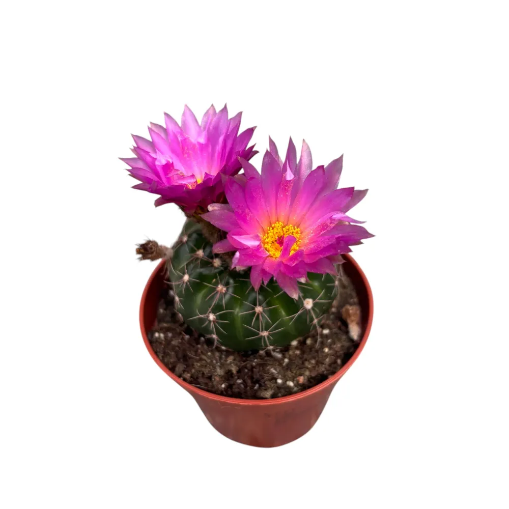 Notocactus uebelmannianus D8 - Cactus exotic cu inflorire spectaculoasa