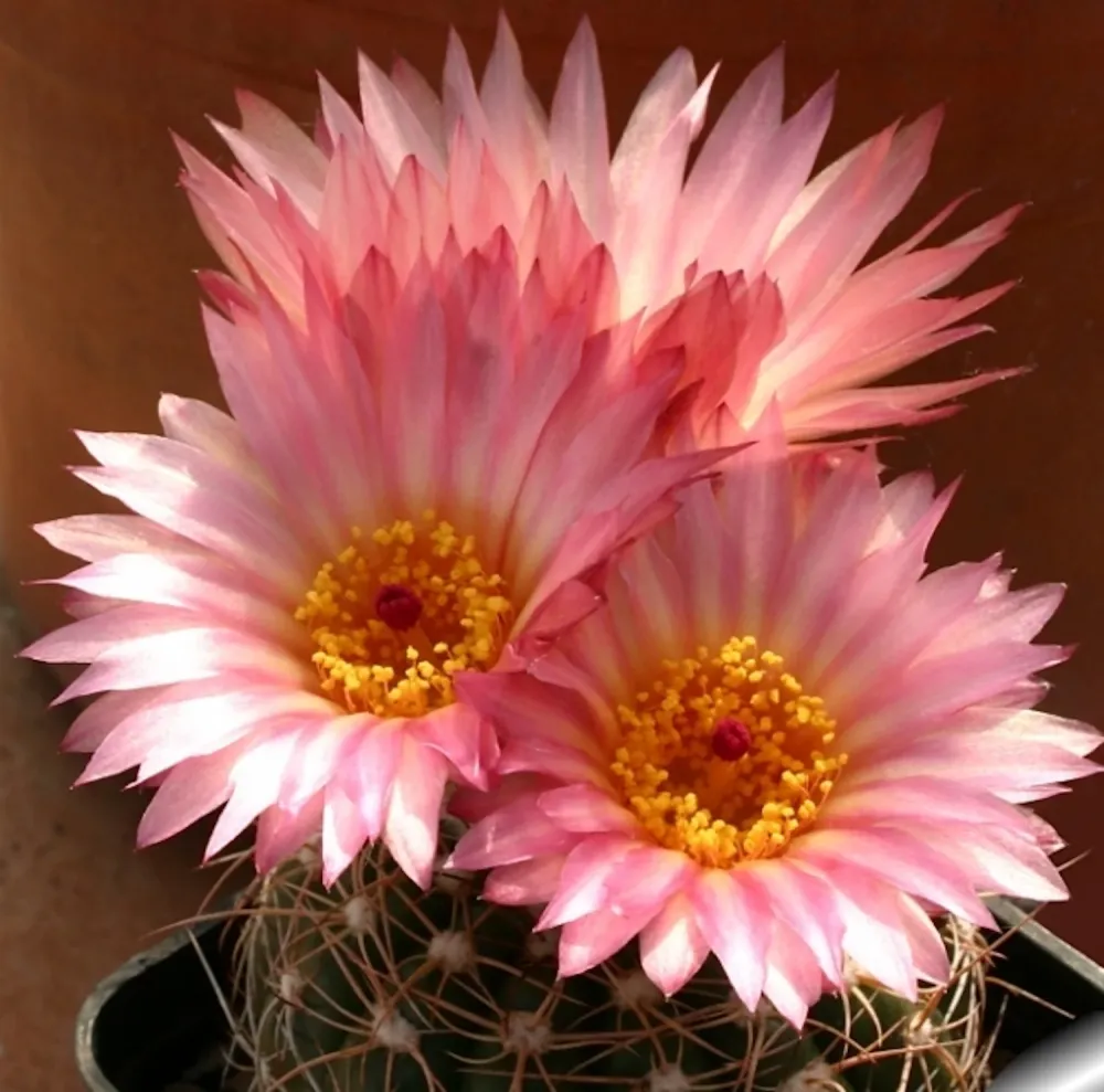 Notocactus uebelmannianus D10