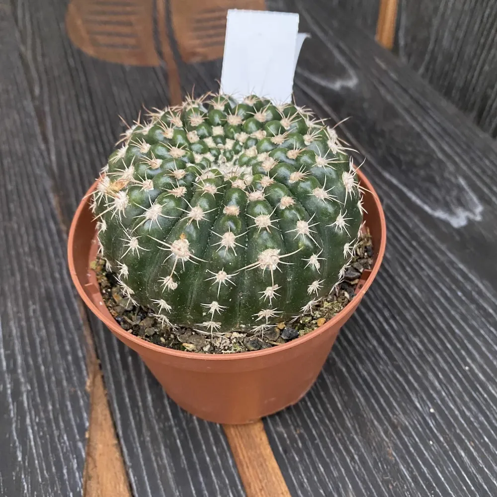 Notocactus uebelmannianus D10